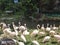 Beautiful group of white and peach colour swan duck near wild river side