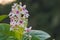 A beautiful group of white and pink flowers drying off in the sun after a hard rain in a lush Thai garden.