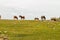 Beautiful group of wild horses grazing in a landscape in Andorra at noon