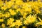 Beautiful group of yellow daisy, marguerite or marguerite