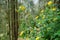 Beautiful group of yellow perennial sunflowers in the forest