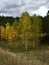 Beautiful grouping of aspen trees