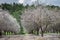 Beautiful grove of blooming almond trees at rainy day