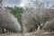 Beautiful grove of blooming almond trees at rainy day