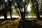 Beautiful grove at Danube river shore with sunbeam reflection