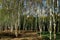 A beautiful grove of Silver Birch trees