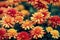 Beautiful growing bright chrysanthemum flowers close up background decoration.