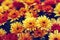 Beautiful growing bright chrysanthemum flowers close up background decoration.