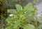 Beautiful Growing Catharanthus roseus Plant.