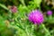 Beautiful growing flower root burdock thistle on background meadow