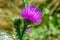 Beautiful growing flower root burdock thistle on background meadow