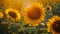 Beautiful growing flower sunflower on background meadow close-up, generated ai