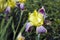 Beautiful growing iris flower with yellow and violet petals