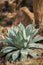 Beautiful grown agave cactus, sukkulent, close up