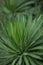 Beautiful grown agave cactus, sukkulent, close up