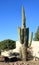 Beautiful grown up Saguaro in Arizona Front Yard