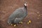 Beautiful Guinea Fowl Bird