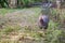 Beautiful guinea fowl in garden