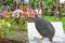 Beautiful guinea fowl on table rock