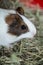 Beautiful guinea pig closeup