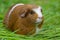 A beautiful guinea pig in the garden