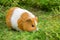 A beautiful guinea pig in the garden