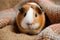 Beautiful guinea pig pet portrait