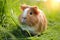 Beautiful guinea pig pet portrait in fresh green grass
