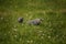 Beautiful guineafowl birds feeding in the grass.