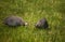 Beautiful guineafowl birds feeding in the grass.