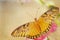 Beautiful Gulf Fritillary butterfly