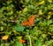 Beautiful Gulf Fritillary butterfly closeup at a historic plantation near Charleston