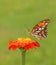 Beautiful Gulf Fritillary butterfly feeding on an orange Zinnia flower