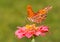 Beautiful Gulf Fritillary butterfly on a pink Zinnia