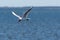 Beautiful gull in elegant flight