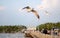 Beautiful Gull flying at Bangpoo, Thailand