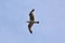 Beautiful Gull with Wings Spread in Flight In Blue Skies