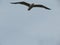 Beautiful gulls of great beauty and nice color mugging for the camera