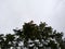 Beautiful Gulmohar tree top with cloudy sky background.