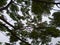 Beautiful Gulmohar tree top with cloudy sky background.