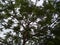 Beautiful Gulmohar tree top with cloudy sky background.