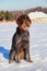 A beautiful gun dog, Cesky Fousek, sitting on the snow and waiting for signal from her boss to hunting