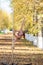 Beautiful gymnast do tricks on a portable platform in a beautiful autumn park. woman dance on a portable pole stage