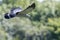 Beautiful gymnogene bird of prey flying. African harrier-hawk fl