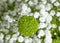 Beautiful gypsophila  tenderness  bouquet   arrangement  flower, chrysanthemum on a light wall