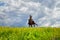 Beautiful gypsy girl rides a horse in field with green glass in summer day and blue sky with white clouds. Model in ethnic dress