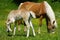 Beautiful haflinger breed horse mare with a young foal