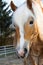 Beautiful Haflinger horse is eating branches