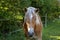 Beautiful haflinger horse head portrait on the paddock