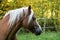 Beautiful haflinger horse head portrait on the paddock